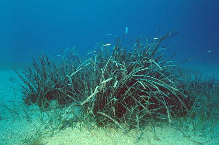 04 Posidonia.jpg